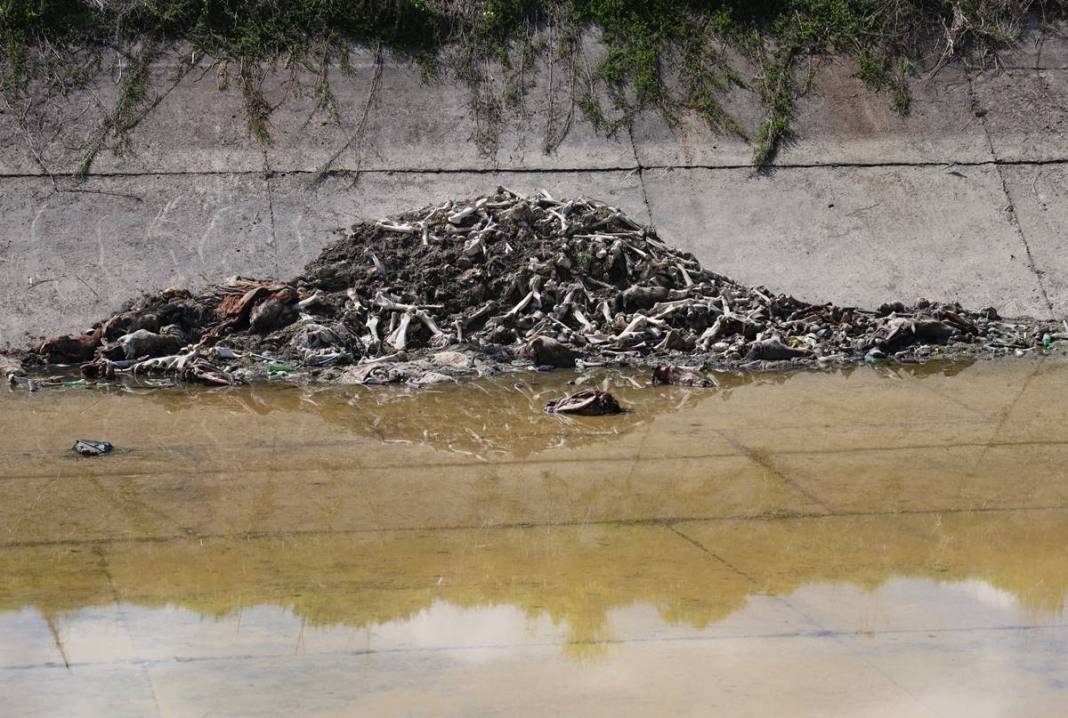 Derisini yüzüp sulama kanalına attılar! O kentte dehşete düşüren görüntüler 6